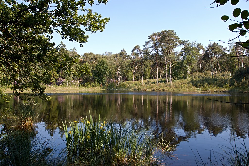 kalmhoutese heide hei hdr natuurgebied natuur landschap natuurpark natuurreservaat wandelen heidegebied bossen vennen